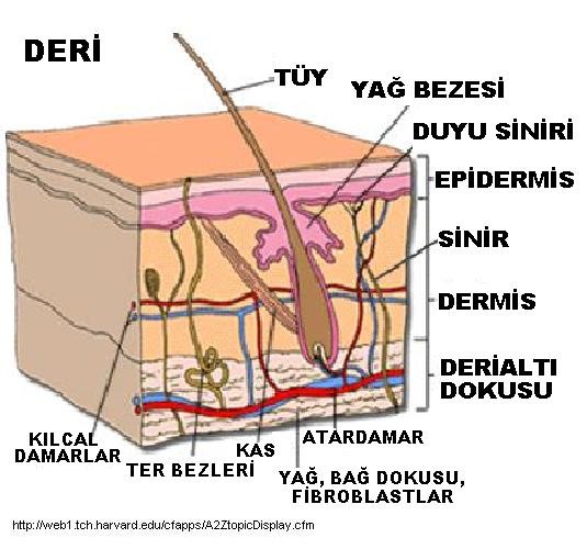 CareOxi Skin Tissue in NPWT Wound Care